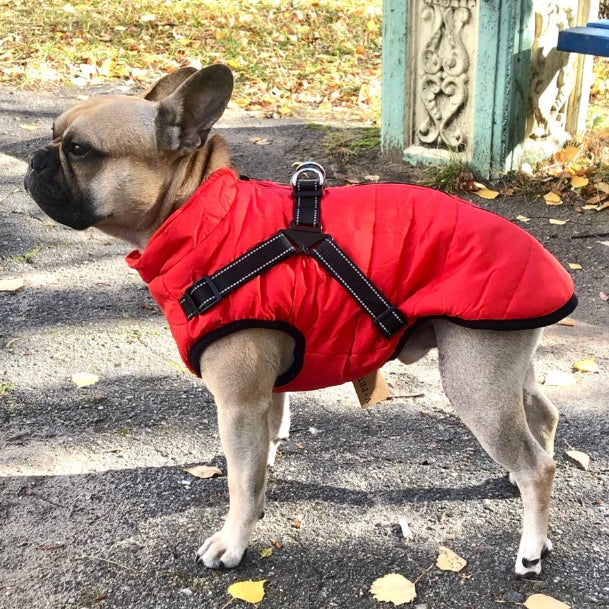 🐶3 in 1 Winter Waterproof Warm Dog Jacket With Built-in Harness