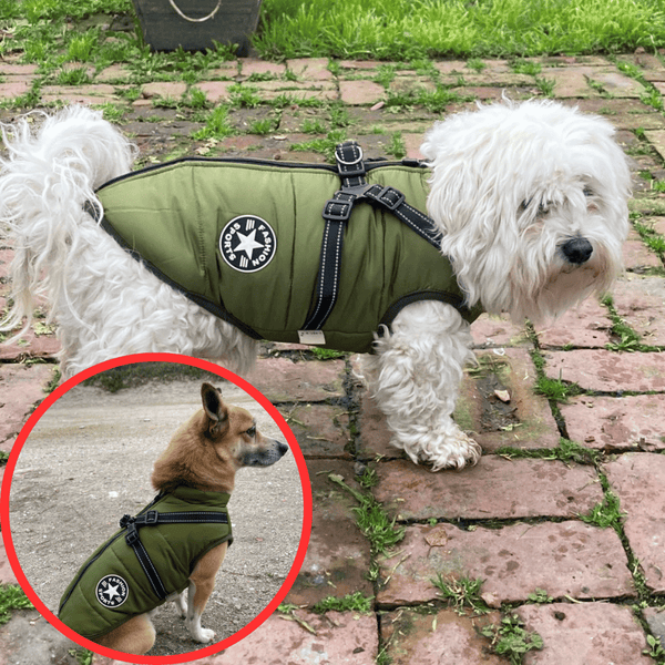 🐶3 in 1 Winter Waterproof Warm Dog Jacket With Built-in Harness