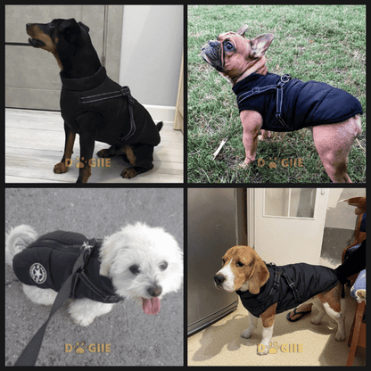 🐶3 in 1 Winter Waterproof Warm Dog Jacket With Built-in Harness